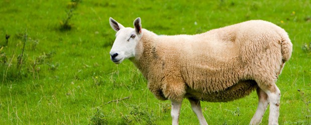 sheep-164960_1280